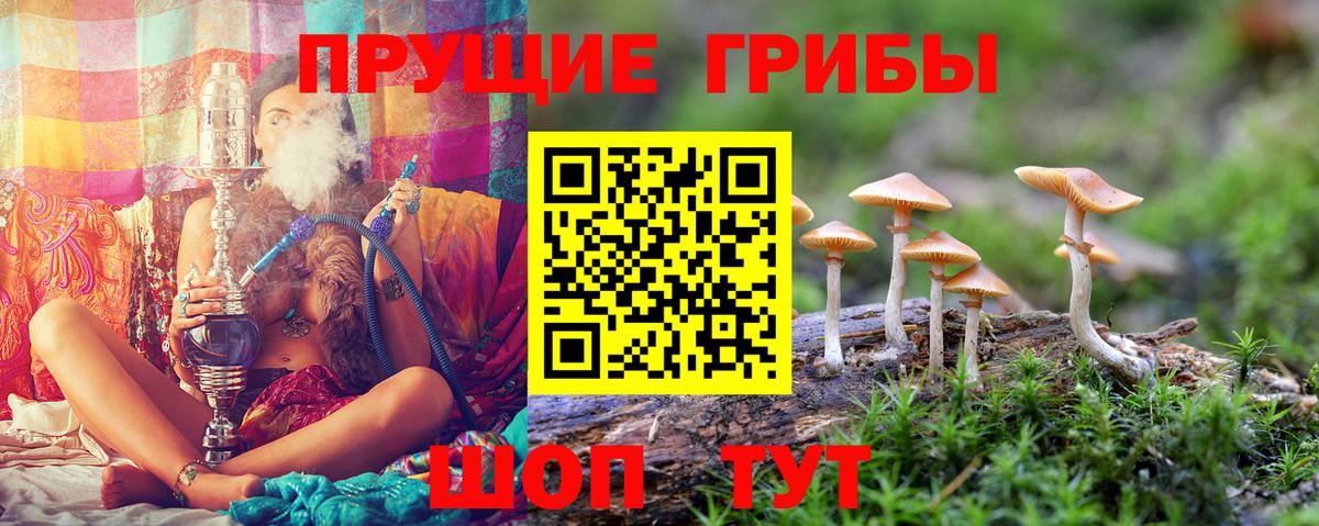 Волгодонск  Галлюциногенные грибы Cubensis  Вход с VPN 